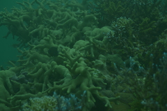Porites attenuata