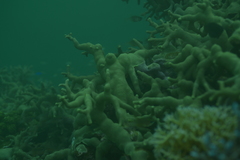 Porites attenuata