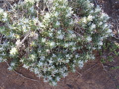 Berkheya coriacea