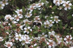 Bombus senex