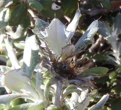 Berkheya coriacea