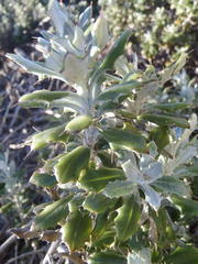 Berkheya coriacea