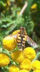 Helophilus obscurus
