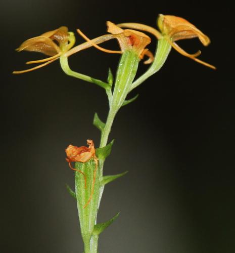 Litter Fly Orchid