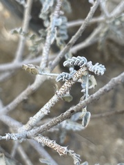 Errazurizia benthamii