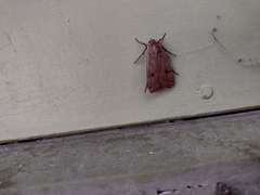 Anacampsis fullonella
