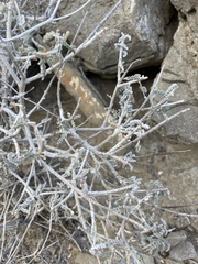 Errazurizia benthamii