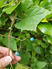 Ampelopsis glandulosa