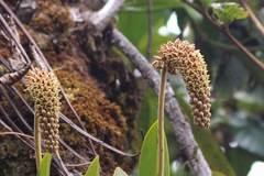 Aeridostachya robusta