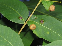 Phylloxera intermedia