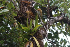 Aeridostachya robusta