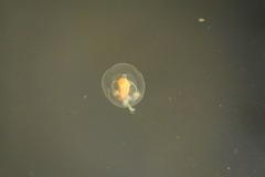 Euphysa