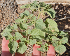 Physalis neomexicana