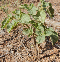Physalis neomexicana