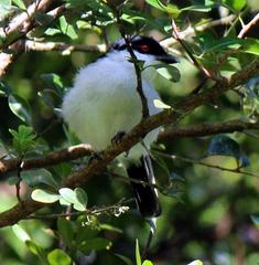Dryoscopus cubla cubla