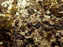 Trapeliopsis colensoi