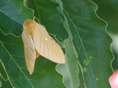 Anisota oslari