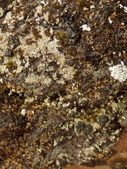 Trapeliopsis colensoi