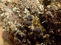 Trapeliopsis colensoi