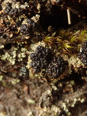 Trapeliopsis colensoi