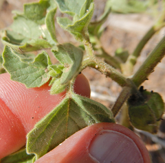 Physalis neomexicana
