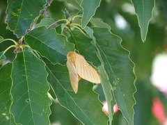 Anisota oslari