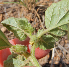 Physalis neomexicana