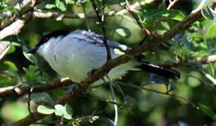 Dryoscopus cubla cubla