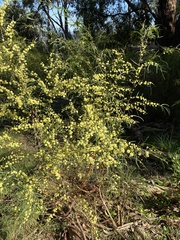 Acacia verniciflua