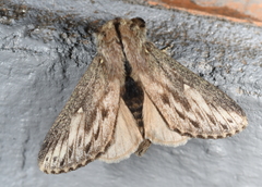 Sphinta cossoides