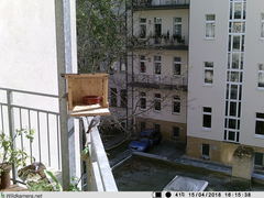 Phoenicurus ochruros