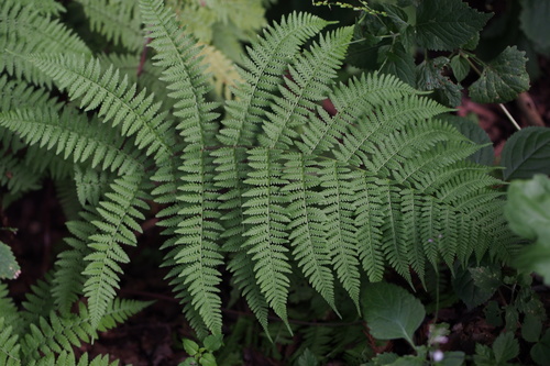 Athyrium deltoidofrons iNat (1)