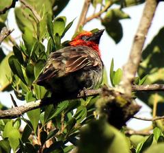 Lybius torquatus torquatus