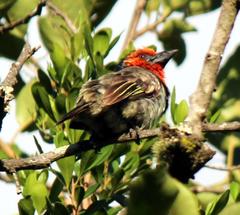 Lybius torquatus torquatus