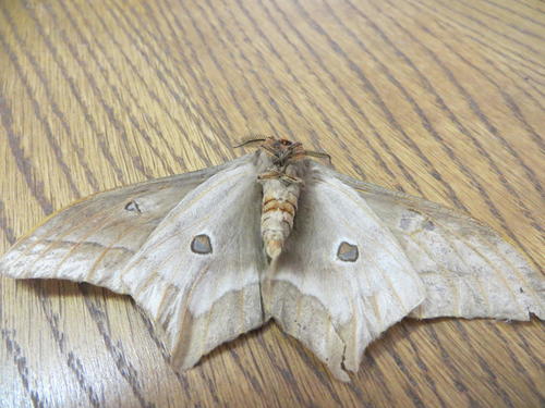 Pallid Emperor