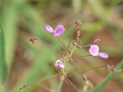 Desmodium rosei
