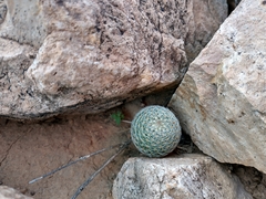 Escobaria tuberculosa varicolor