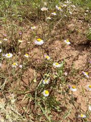 Erigeron flagellaris
