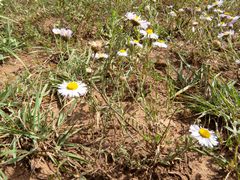 Erigeron flagellaris