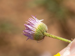 Erigeron flagellaris