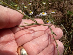Erigeron flagellaris