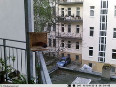 Phoenicurus ochruros