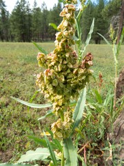 Rumex triangulivalvis