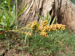 Rumex triangulivalvis