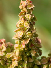 Rumex triangulivalvis