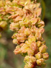 Rumex triangulivalvis