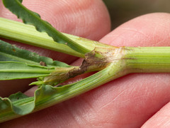 Rumex triangulivalvis