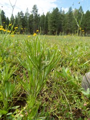 Gnaphalium exilifolium