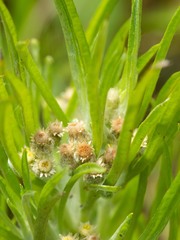 Gnaphalium exilifolium