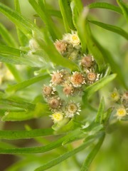 Gnaphalium exilifolium